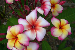Frangipanier 'Thumbalina'