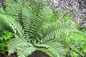 Foug�re - Aspidie � soies raides