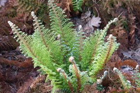 Foug�re filiforme duveteuse 'Plumosum Densum