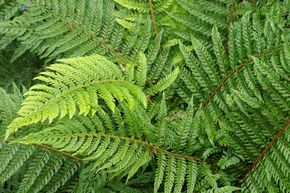 Foug�re filiforme �troite 'Proliferum