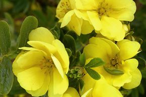 Potentille arbustive 'Double Punch� Gold'