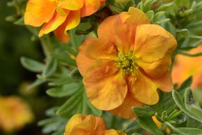 Potentille arbustive 'Double Punch� Tango'