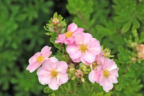 Potentille arbustive (lot de 6)