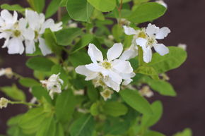 Arbres aux perles 'Magical Springtime'