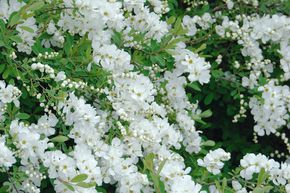 Arbre aux perles 'The Bride'