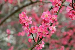 Cerisier japonais 'Beni-chi-dori'