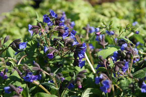 Pulmonaire � feuilles �troites 'Azurea'