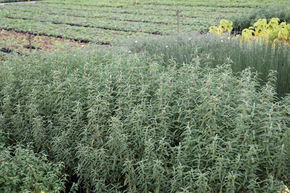 Ciste pourpre � fleurs blanches 'Alan Fradd'