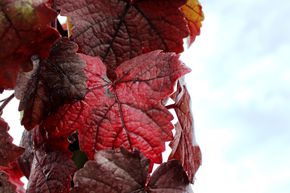 Vigne pourpre d'ornement