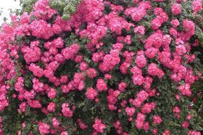 Rosier liane 'American Pillar'