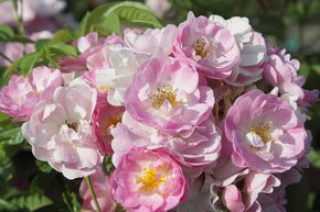 Rosier liane 'Blush Rambler'