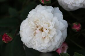 Rosier liane 'F�licit� et Perp�tue'