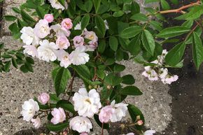 Rosier liane 'Guirlande Rose'