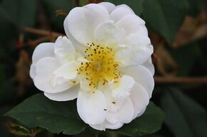 Rosier liane Lykkefund