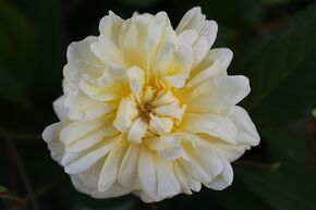 Rosier liane Malvern Hills�