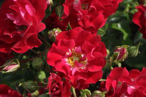 Rosier liane 'Rambling Rosie'