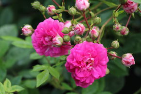 Rosier Super Dorothy