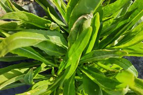 Roquette, Rucola 'Sweet Oakleaf'