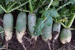 Radis vert Luobo BIO