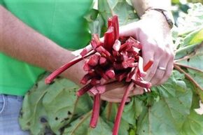 Rhubarbe 'Redbarber'