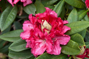 Rhododendron hybride 'Marianne v.Weiz�cker' INKARHO