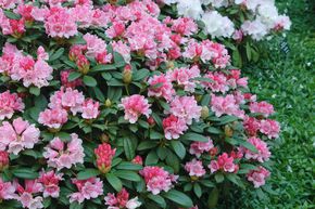 Rhododendron 'Fr�hlingsanfang' INKARHO