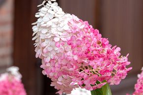 Hortensia en grappes 'Sundae Fraise'