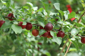 Robusticose� Promessa di Giugno