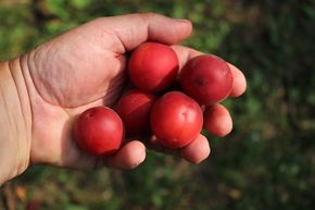 Robustikose� Vesuviana Rossa