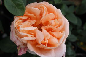 Rose 'Abbaye de Cluny'