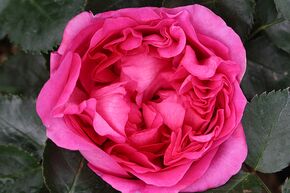 Rosier remontant 'Bernadette Lafont'�