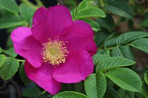 Rose Berry Bush Aurora�