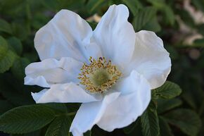 Rose Butterfly Aurora�