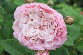 Rose Divina�