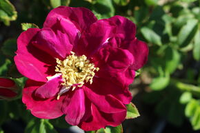 Rose Purple Aurora�