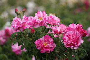 Rosier ancien gallique 'Versicolor'