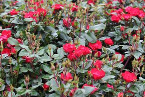 Rose Zepeti�