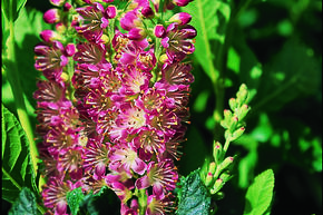 Cl�thra � feuilles d'Aulne 'Ruby Spice'