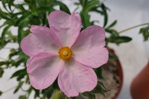 Ciste rose