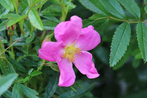 Rosier botanique, rosier brillant