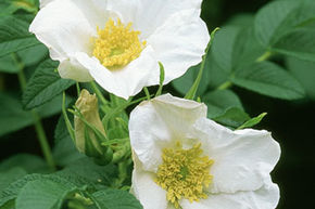 Rosier rugueux 'Alba'