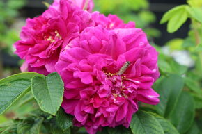 Rosier rugueux 'Hansa'
