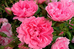 Rosier rugueux 'Pink Grootendorst'