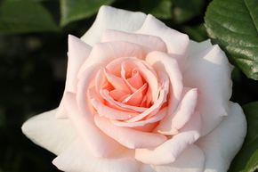 Rosier 'A Whiter Shade of Pale'