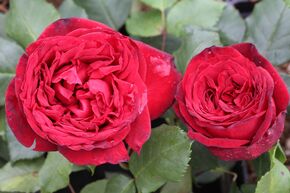 Rosier � grandes fleurs nostalgique 'Admiral�'