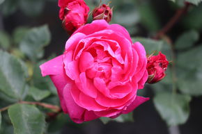 Rosier 'Alexander MacKenzie�'