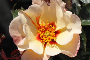 Rosier 'Alissar Princess of Phoenicia�'