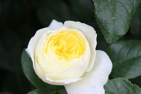 Rosier 'Amnesty International�'