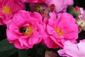 Rosier d'apothicaire 'Officinalis'