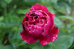 Rosier 'Baron Girod de l'Ain'